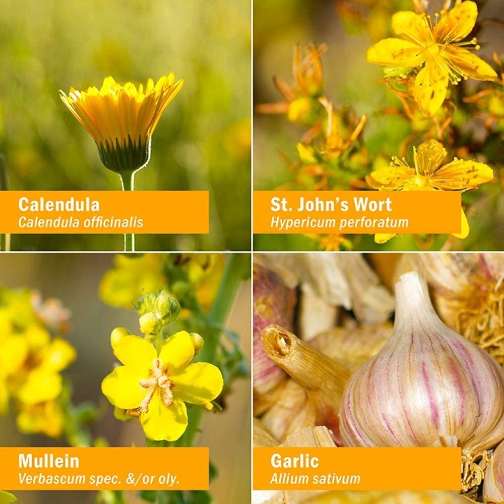 Mullein and Garlic Oil